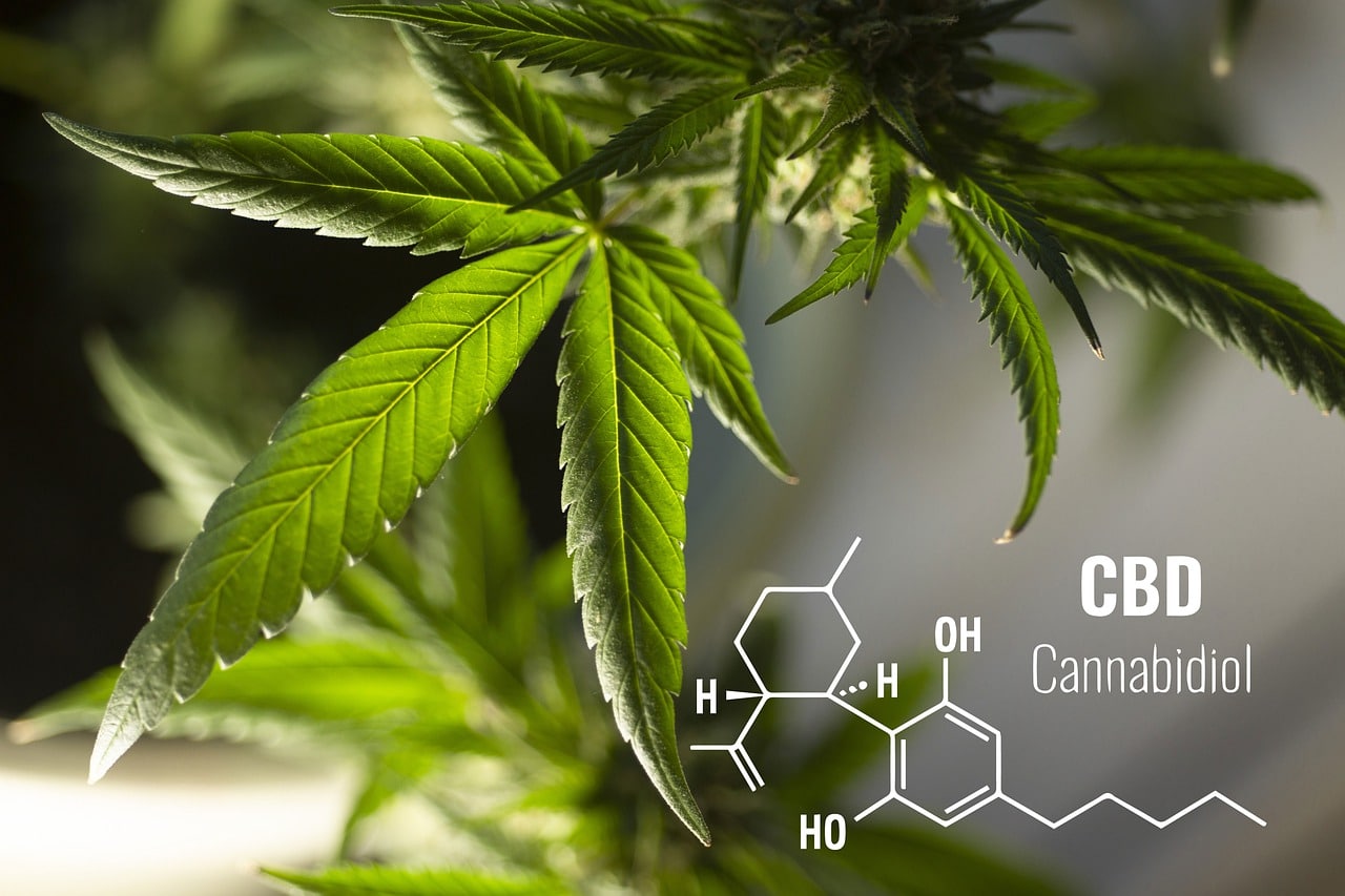 איך גילו את החומר CBD?