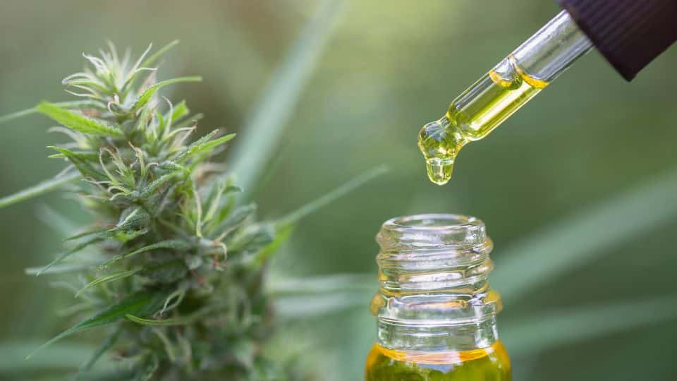שמן CBD